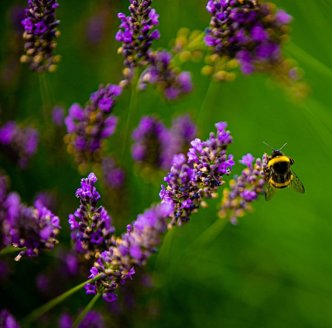 Fuzzy bumblebee pollinating a purple lavender sprig against a soft, blurred green background in close-up detail.