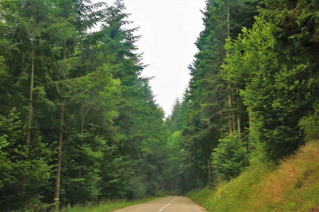 Asphalt road curves through a dense evergreen forest with sunlight filtering through a high canopy of pine trees.