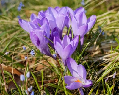 Purple crocus flowers with orange stamens bloom amidst green blades of grass and dry leaves in soft sunlight.