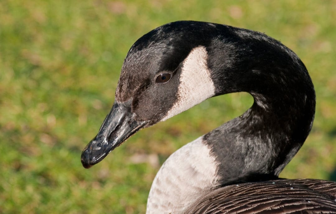 Canada Goose head and curved neck with a white patch and open beak against a blurred green park background.