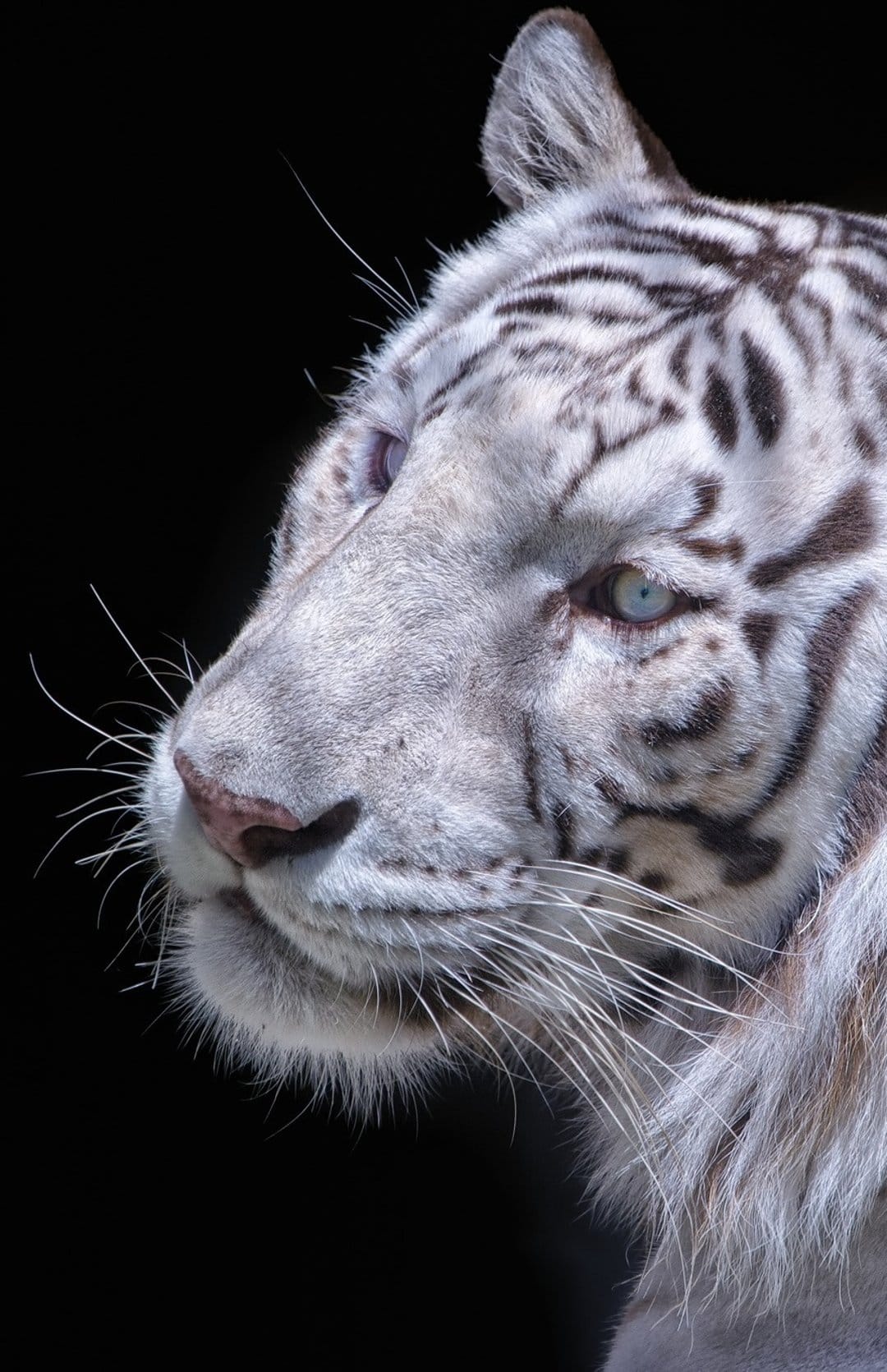 White tiger face with blue eyes and black stripes centered on a solid black background in sharp detail.