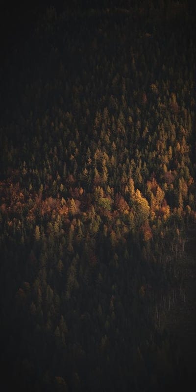 Forest, Autumn, Trees, Fall colors, Nature, Green, Orange, Yellow, Dark, Landscape, Outdoors, Seasonal, Foliage, Woodland, Vibrant, Hues, Scenic, Tranquil, Beautiful, Change