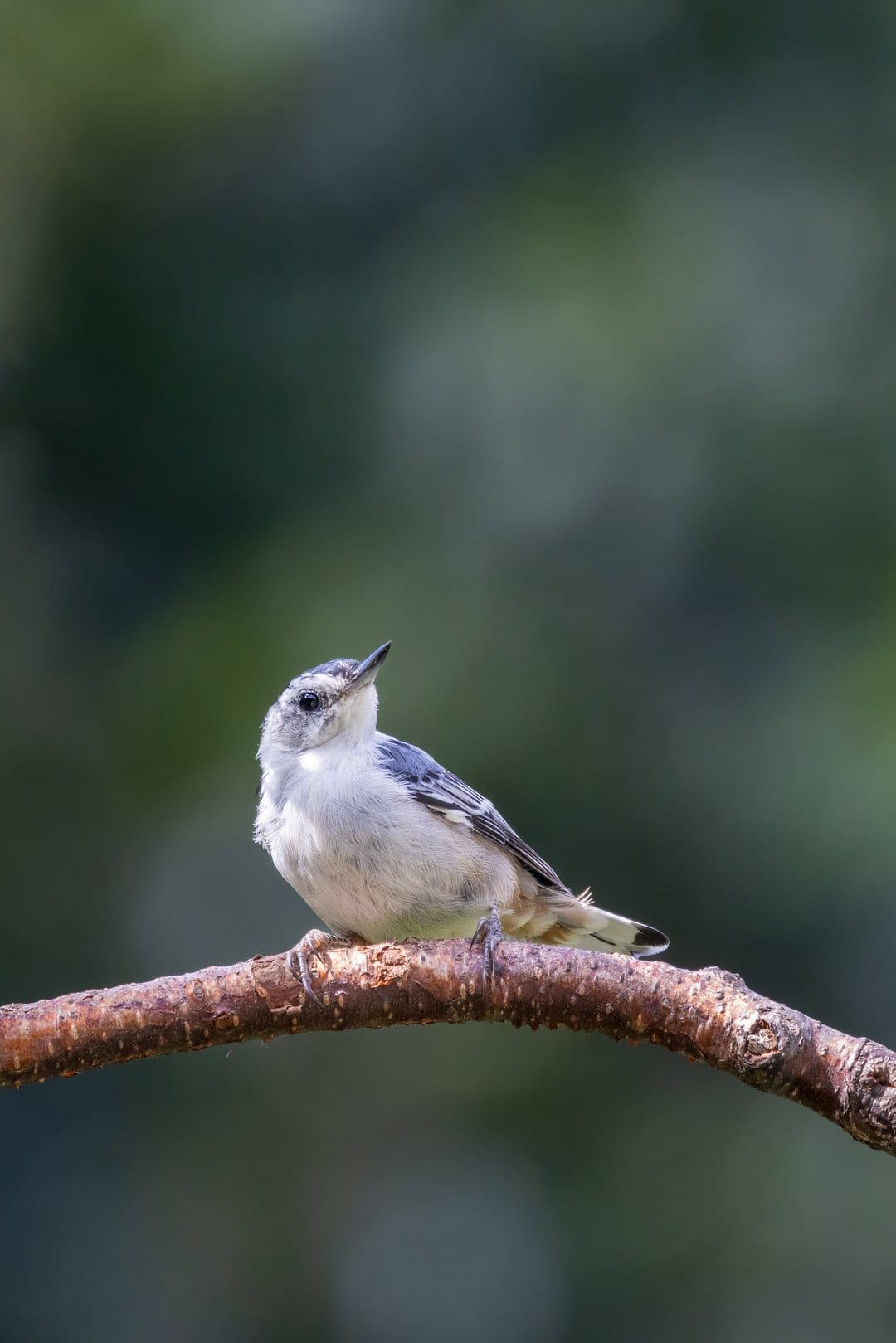 Small blue and white songbird tilts its head upward while perched on a textured branch against blurred foliage.