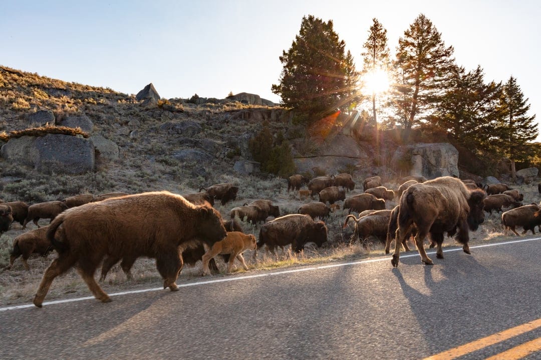Bison herd with calves walks across a paved road during a golden sunrise with trees and lens flare behind them.