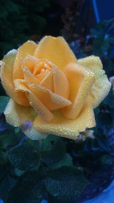 Yellow rose bloom with translucent water droplets on petals against a blurred dark green garden background.