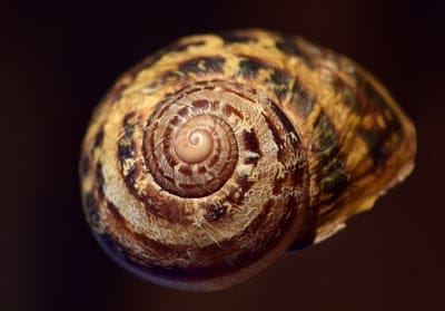 shell,spiral,HD wallpaper,4k wallpaper,Mac wallpaper,wallpaper HD,4k wallpaper,Windows wallpaper,full HD wallpaper,desktop backgrounds,nature,close-up,wallpaper 4k,casing,laptop wallpaper,free background,decorative,background,macro,structure