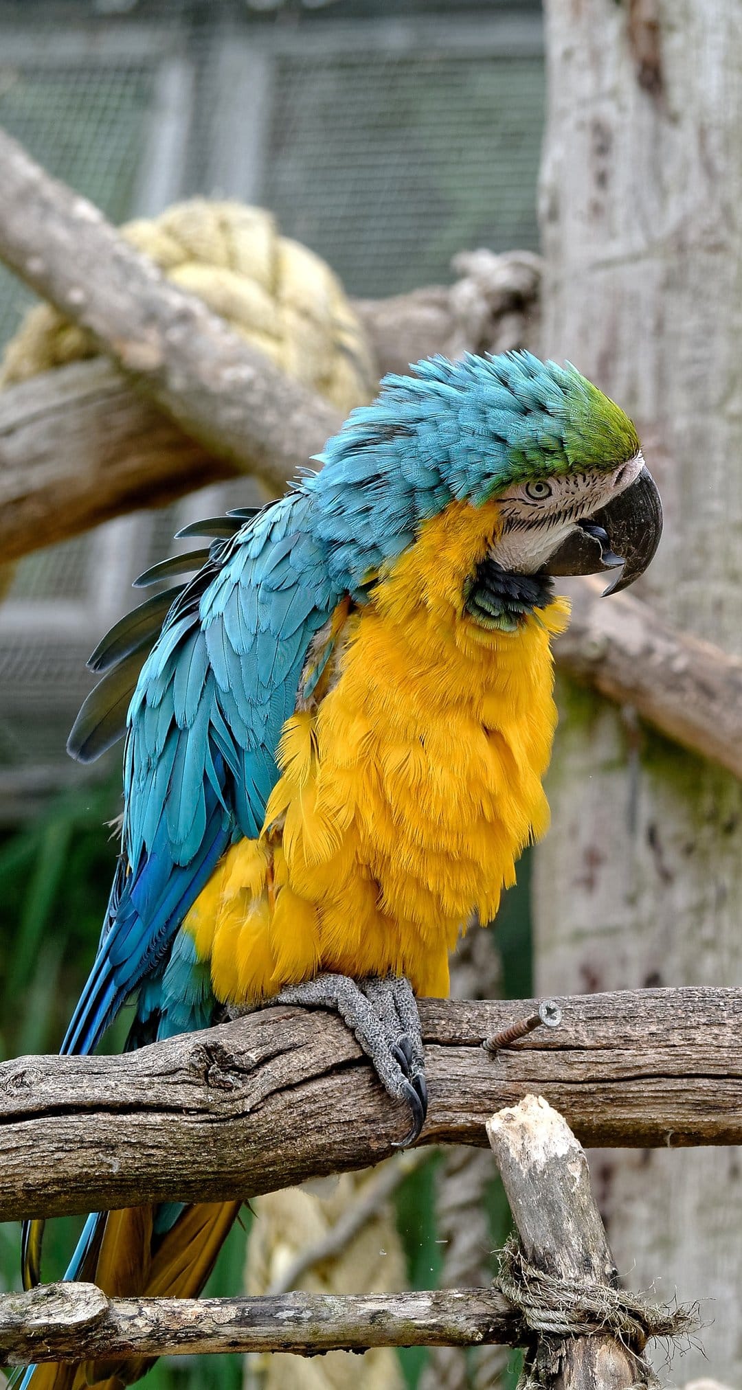 Blue and yellow macaw with a green crown perches on a textured wood branch against a soft blurred background.