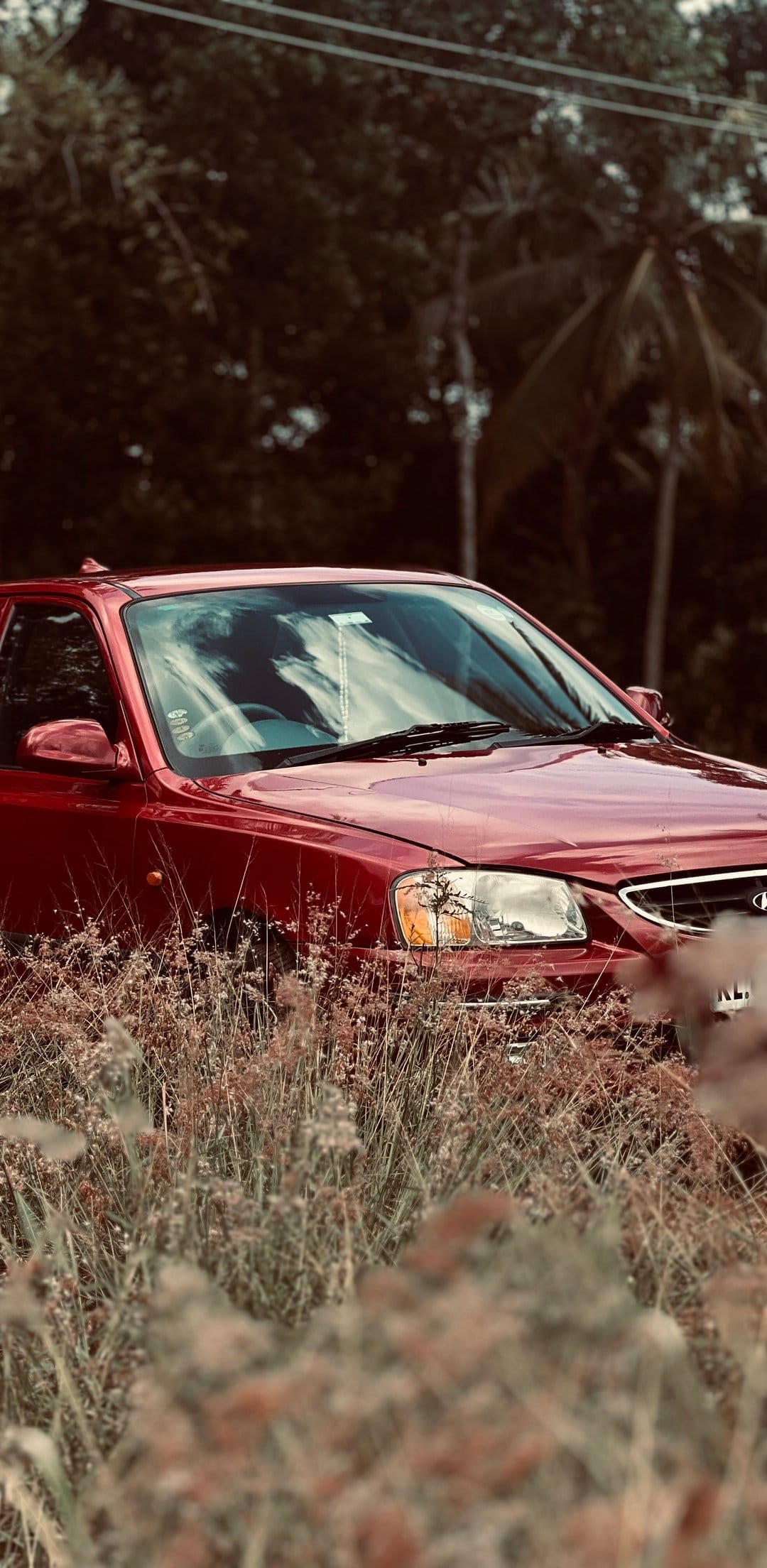 Red car partially buried in dense yellow grass and green trees under soft natural light in a rural field.