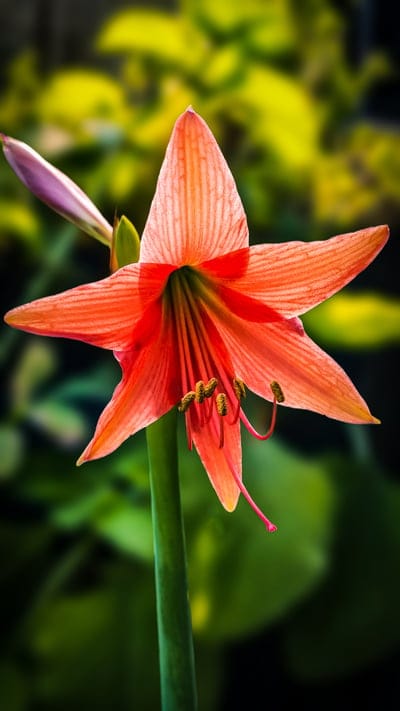 flower,amaryllis,bloom,blossom,nature,beautiful flowers,flower background,petals,bud,flora,plant,mobile wallpaper,close up,flower wallpaper,spring