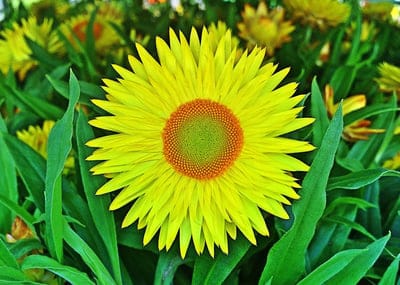 flower,yellow,flower wallpaper,nature,strawflower,spring,beautiful flowers,flower background,blossom