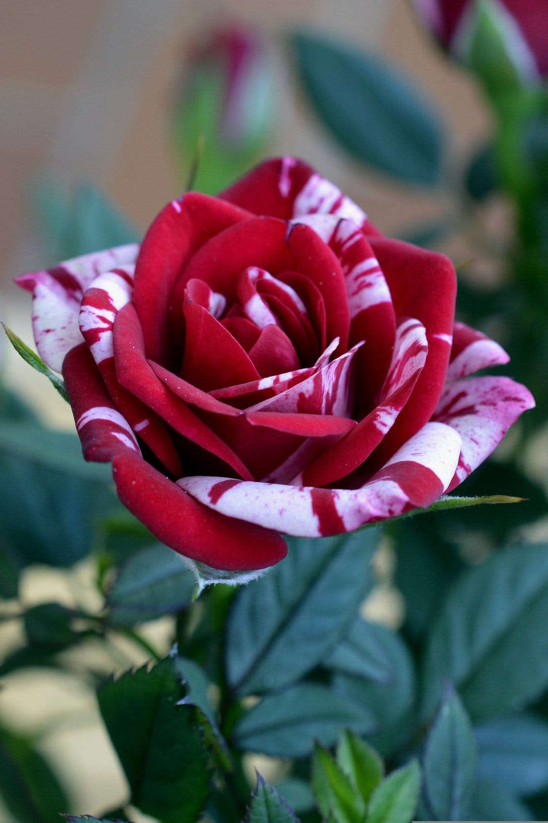 Red and white striped rose blossom with velvety petals surrounded by blurred green leaves in a vertical layout.