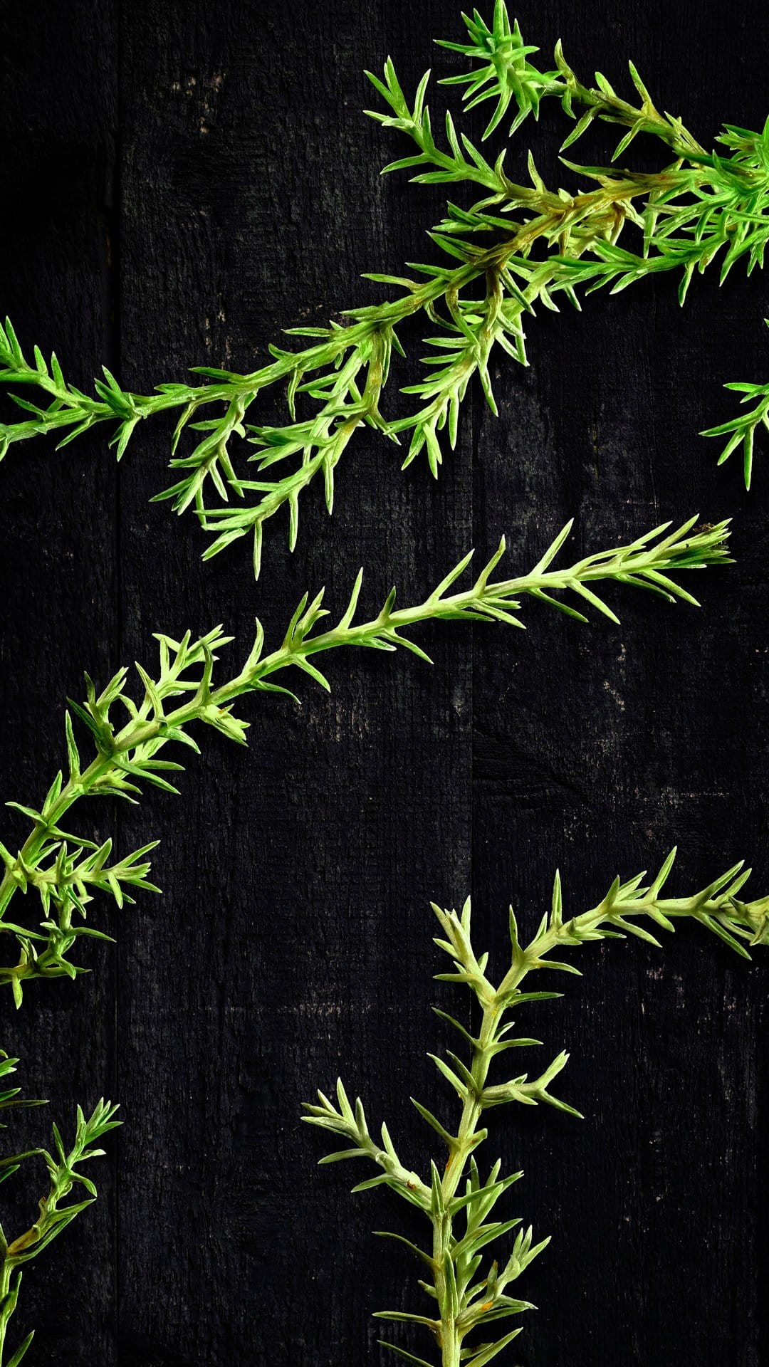 Rosemary sprigs with needle-like leaves rest on a dark, grain-heavy wooden surface in a vertical overhead shot.