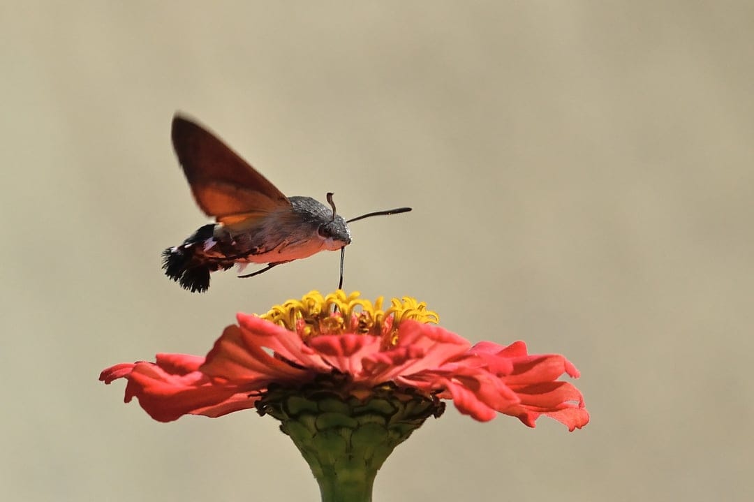 Hummingbird moth hovering with its proboscis inside a red zinnia flower against a blurred green garden background.