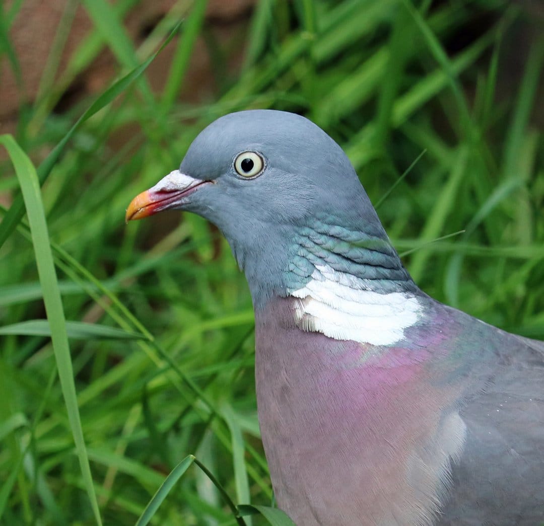 Wood pigeon head with a bright orange beak and iridescent neck feathers amidst soft-focus green grass blades.