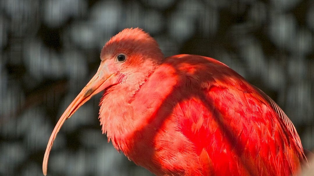 Scarlet Ibis with a long curved beak and bright red feathers glows against a dark shadowed background.