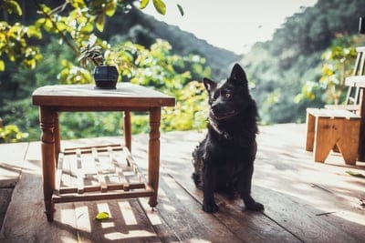 dog,free background,nature,mac wallpaper,free wallpaper,laptop wallpaper,forest,beautiful wallpaper,pet,Dalat,nature background,hd wallpaper,full hd wallpaper,wallpaper hd,cool backgrounds,windows wallpaper,Vietnam,animal,4k wallpaper,desktop backgrounds