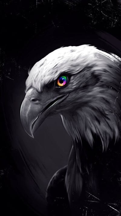 Eagle eye, animal, black and white, bird, black and white, bw, colorful, eagle, eye, face
