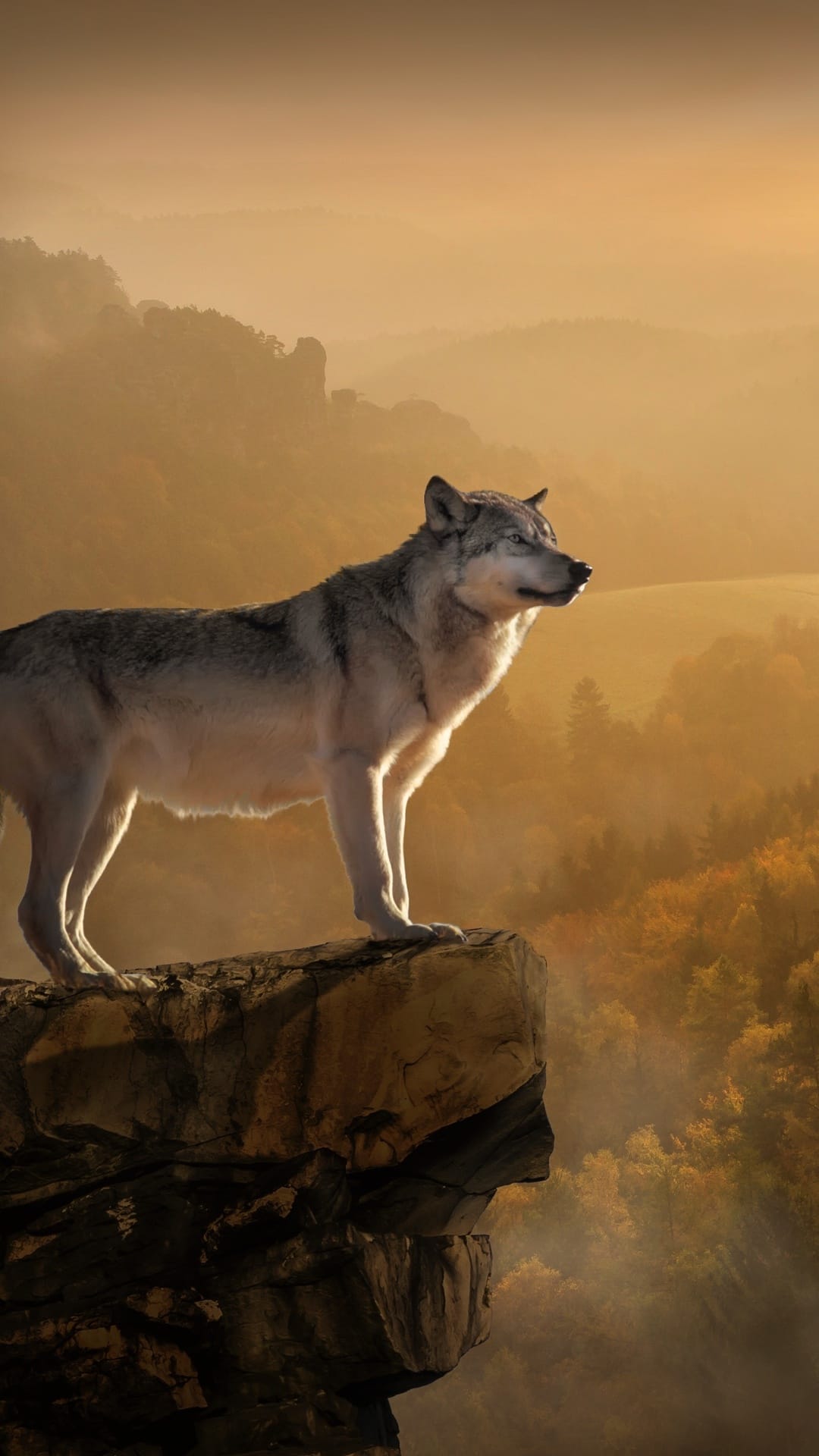 Grey wolf standing on a rocky peak during golden hour with misty pine forests and mountains in the background.