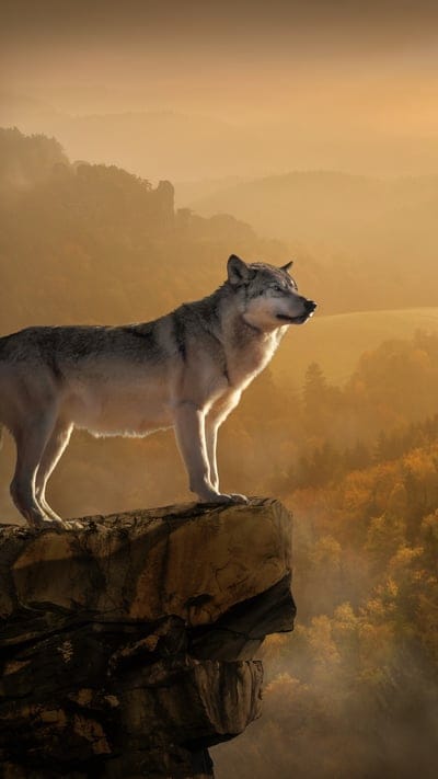 Wolf, majestic, golden hour, landscape, sunrise, nature, wilderness, mountain, rock, animal, wild, serene, mist, forest, powerful, predator, autumn, ethereal, solitary, outdoor