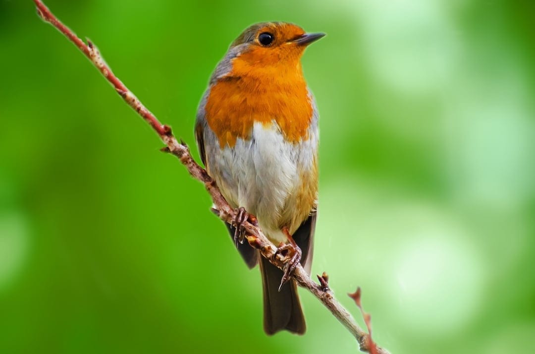 European Robin with an orange breast perches on a twig against a soft, out-of-focus green garden background.