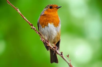 bird,animal,aviator,wallpaper HD,laptop wallpaper,desktop backgrounds,windows wallpaper,wallpaper 4K,free background,free wallpaper,full HD wallpaper,autumn,mac wallpaper,background,HD wallpaper,4K wallpaper,summer,nature,spring,seasons
