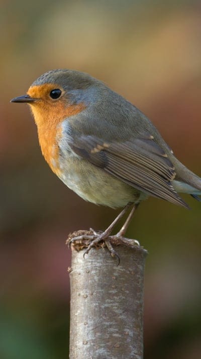 Robin Bird graphy, robins, birds, graphy, macro