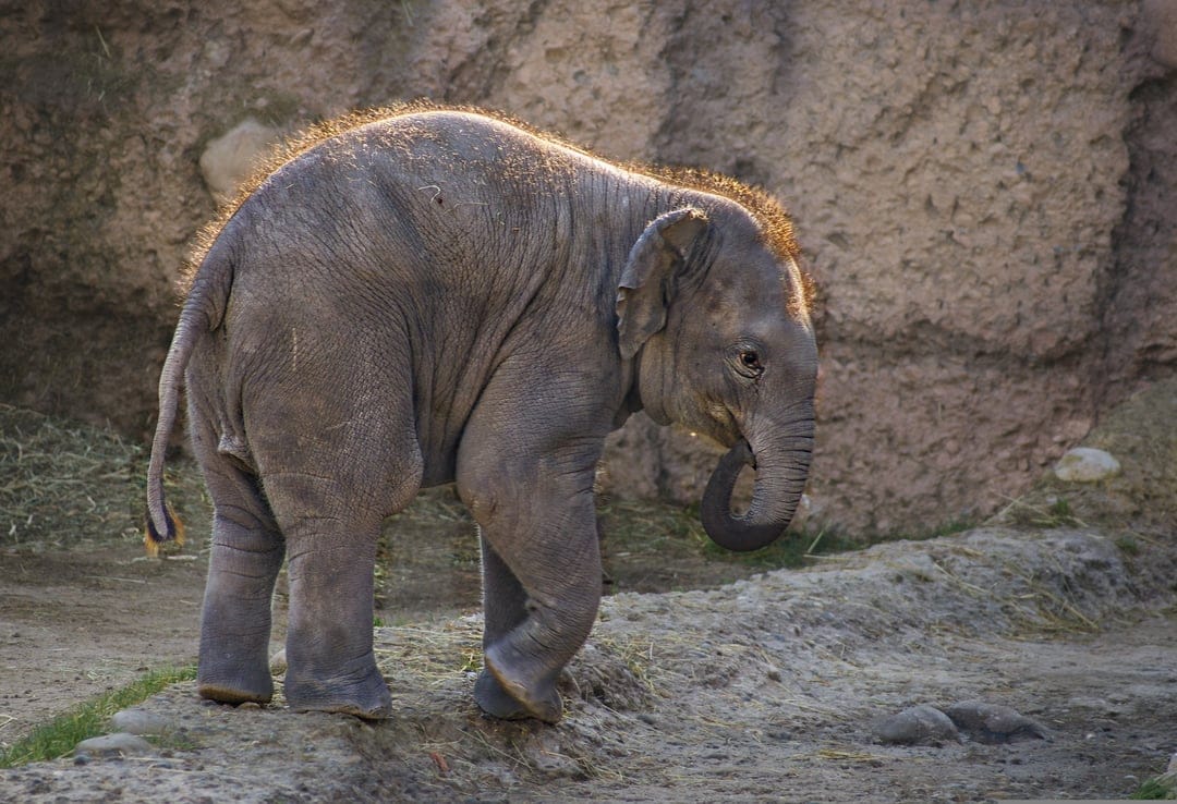 Baby elephant with fuzzy hair walks across sunlit rocks, highlighting trunk details and gray skin textures.