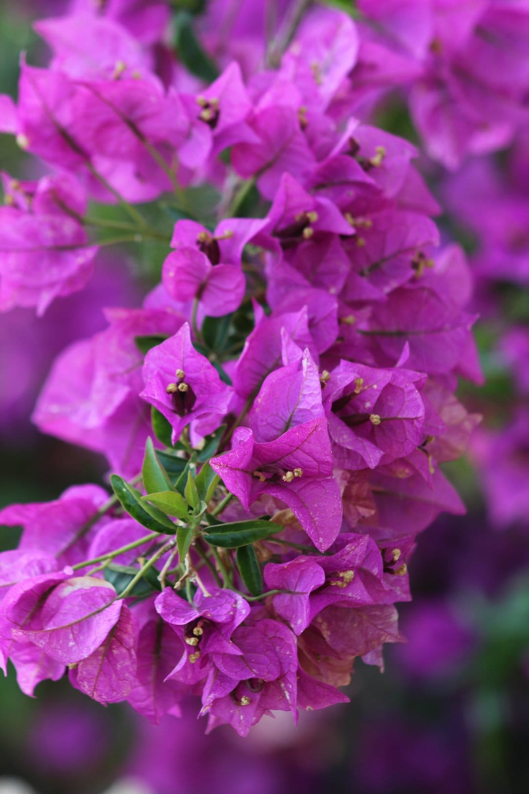 Purple bougainvillea flowers with papery petals and green leaves captured in a vertical botanical close-up view.