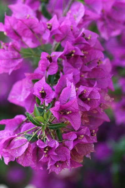 bougainvillea, purple flowers, blooming flowers, floral photography, nature, gardening, spring, summer, vibrant colors, close-up, botanical, flower petals, exotic flowers, tropical, ornamental plant, outdoor, beauty, flora, plant, vivid, pinkish-purple, detailed