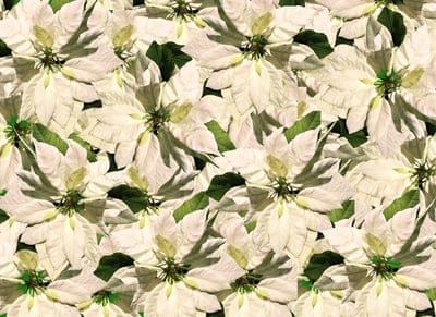 flowers,4K wallpaper,blossom,bloom,flower background,free wallpaper,HD wallpaper,flora,wallpaper 4K,poinsettia,free background,Windows wallpaper,4K wallpaper,Christmas,Xmas,holiday,full HD wallpaper,mac wallpaper,cool backgrounds,beautiful flowers