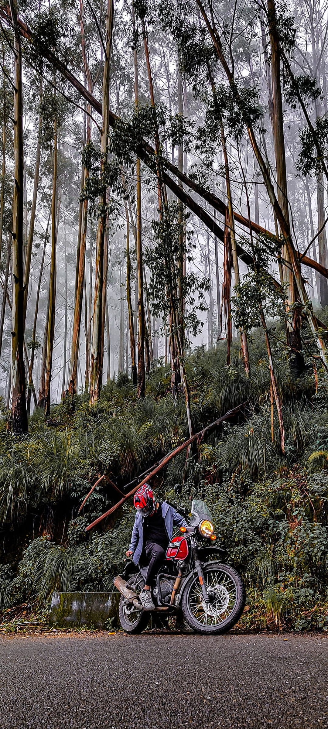 Motorcyclist in a red helmet travels along a path through a misty eucalyptus forest with tall trees and thick fog.