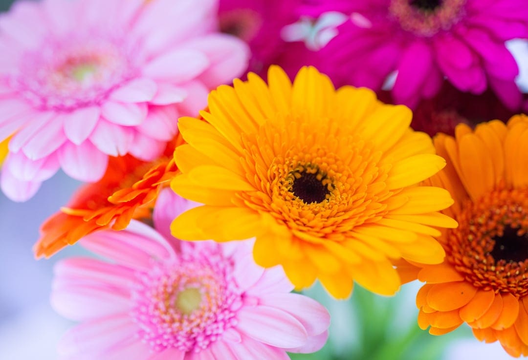 Fuchsia and yellow Gerbera daisies with dark centers stand out against a soft-focus botanical background.