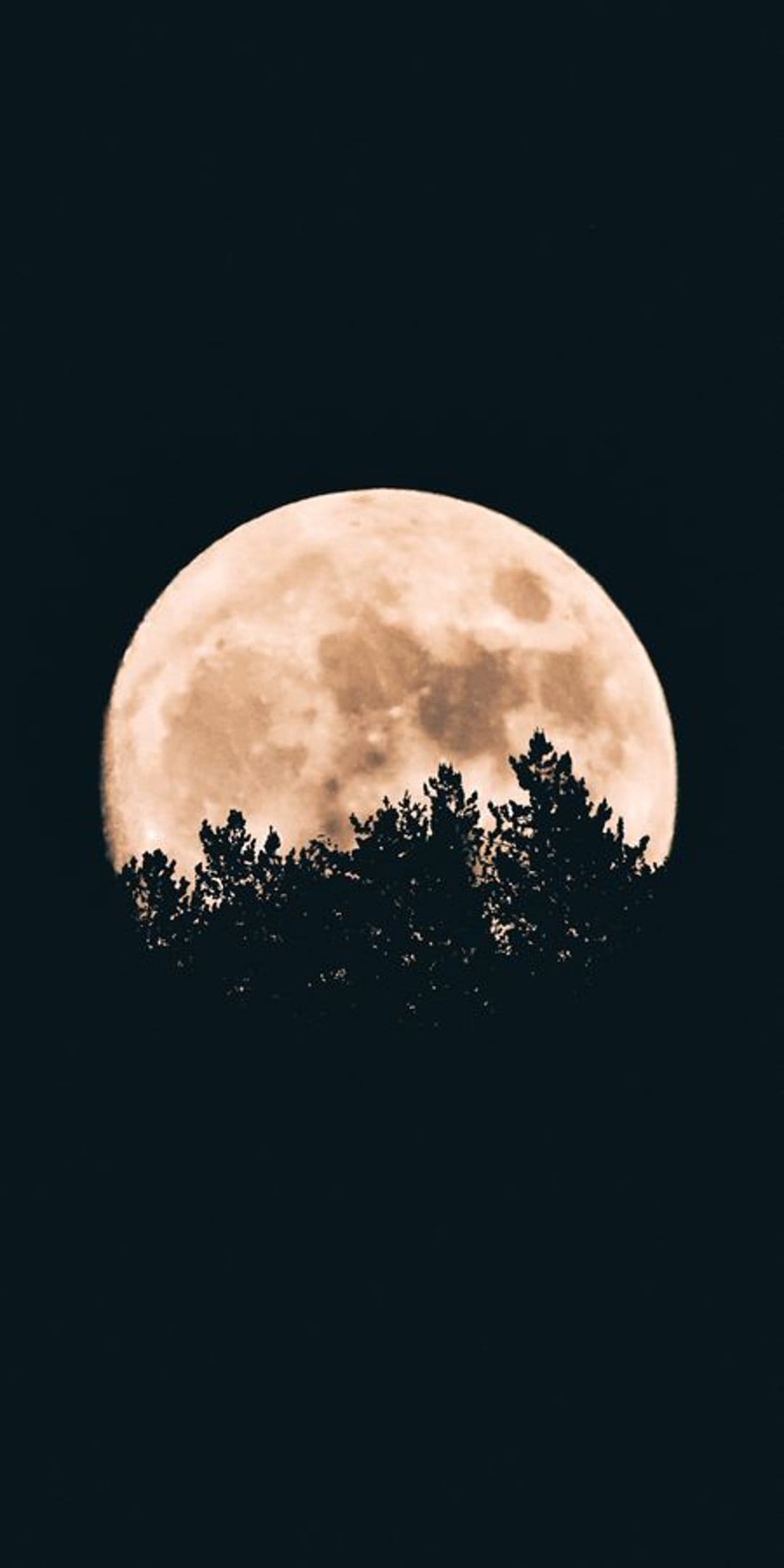 Full amber moon glowing behind a dark silhouette of treetops against a deep black night sky during a moonrise.