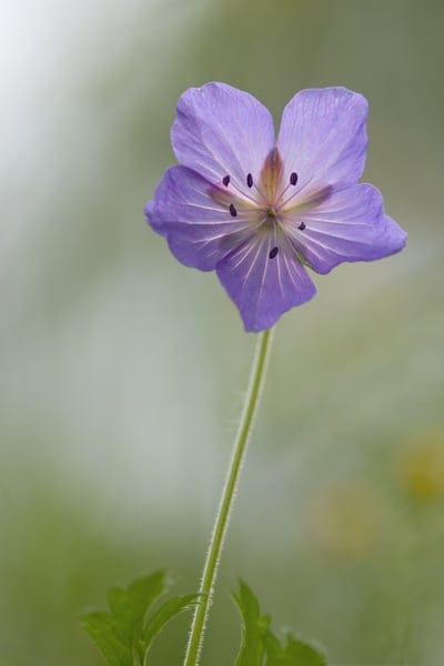 Purple geranium petals with dark stamens are centered against a blurred green and white bokeh background.
