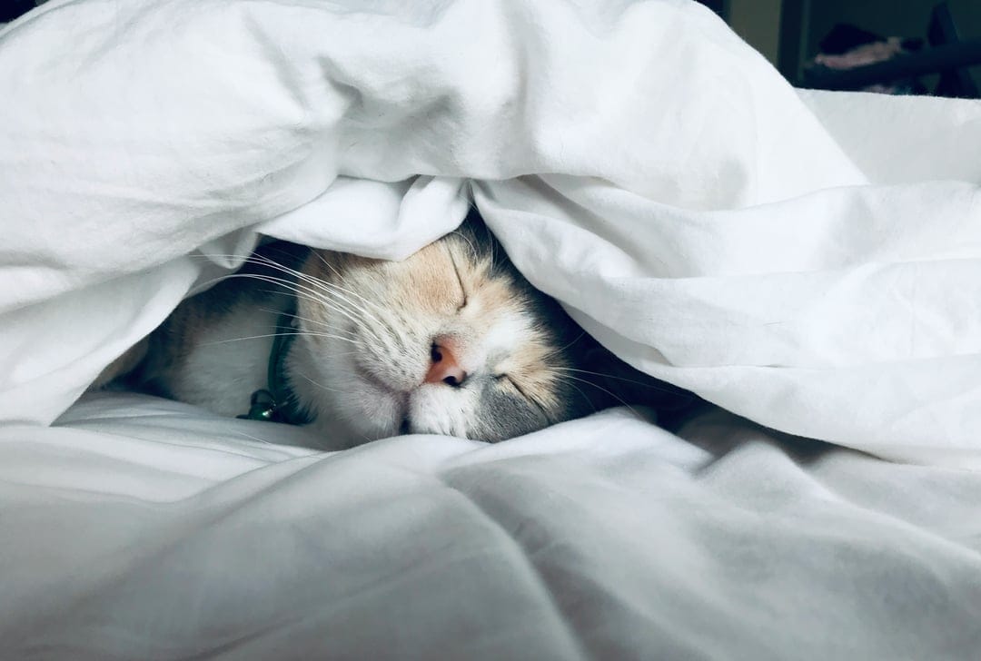 Calico cat with closed eyes sleeps tucked under a plush white blanket, showing its soft orange and black fur patches.