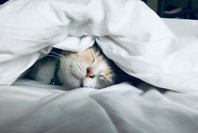 Cats wallpaper,Cats,Cats background,iPhone Cats wallpaper,pet wallpaper