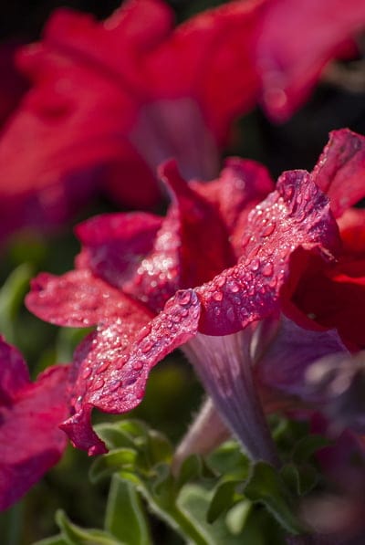 flowers,flower wallpaper,flower background,beautiful flowers,nature,dew drops,morning,dew,pink,light,flower bed