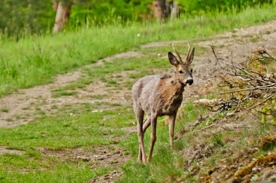 Young buck deer with small antlers stands on a dirt path surrounded by green grass and forest brush in daylight.