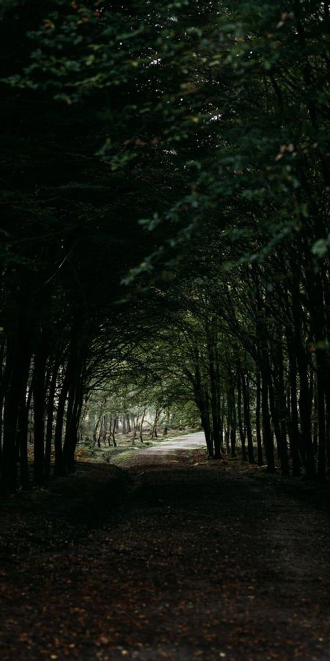 Slender trees form a natural archway over a winding path leading toward a soft light in a dense green forest.