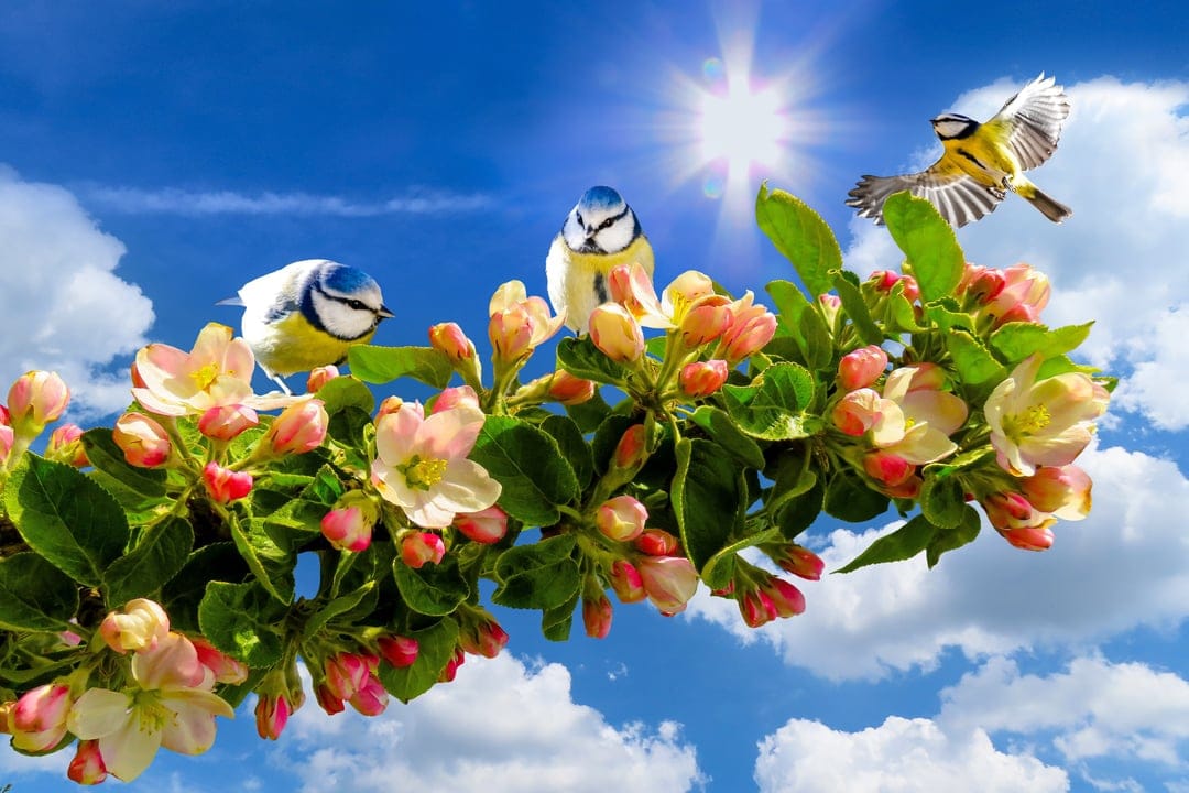 Three small blue birds perched on a blooming branch with pink flowers against a bright sky with white clouds.