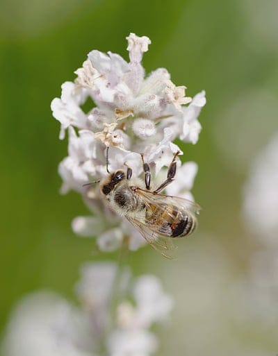 Honey bee with fuzzy yellow and black stripes rests on white flower petals against a blurred green background.