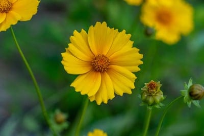 summer,Windows wallpaper,macro,lanceleaf,nature,closeup,wallpaper HD,botany,green,HD wallpaper,cool backgrounds,Mac wallpaper,flower background,flower wallpaper,4k wallpaper,lance-leaved coreopsis,yellow,floral background,free wallpaper,bloom