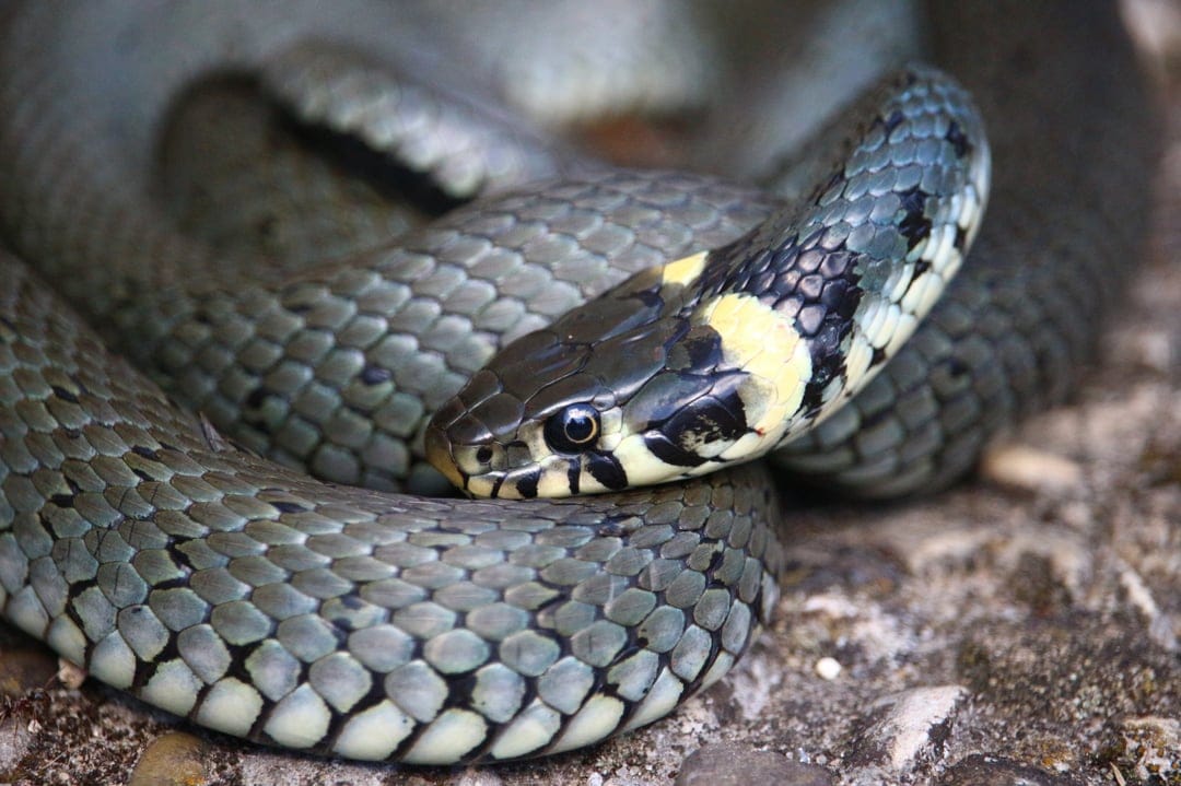 Grass snake with yellow neck markings coils on grey stones, showing detailed grey and black keeled scales.