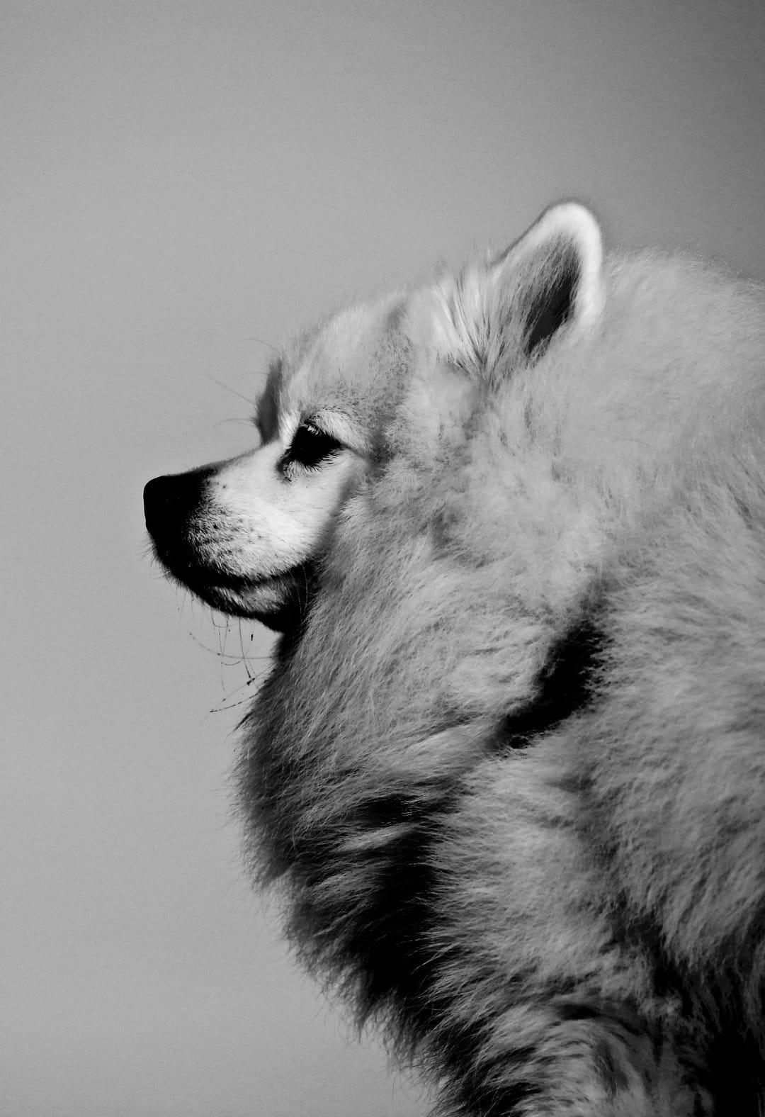 Pomeranian dog profile portrait with fluffy fur and upright ears in a black and white studio photography style.