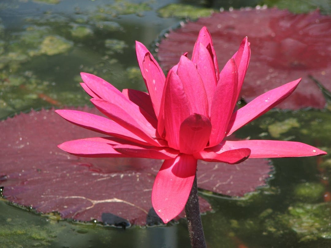 Pink water lily flower with pointed petals blooming above green lily pads in a dark garden pond under sunlight.