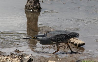 Striated heron with a yellow eye wades through muddy water next to a weathered wooden post during a stealthy hunt.