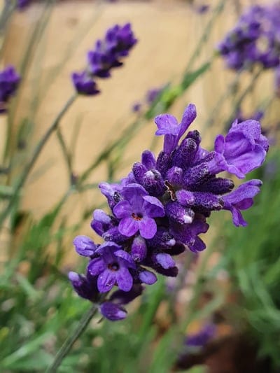 Lavender flower sprigs show detailed purple petals and textured buds against a soft green and violet bokeh background.