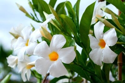 flower,beautiful flowers,flower wallpaper,closeup,nature,floral,flower background,white,bloom