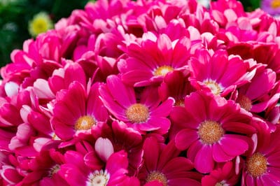 Fuchsia daisy flowers with yellow centers and white-edged petals bloom in a dense macro floral arrangement.