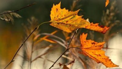 leaves,beautiful wallpaper,4k wallpaper,fall,hd wallpaper,bright,cool backgrounds,wallpaper 4k,4k wallpaper,nature,naturally,windows wallpaper,autumn color,free wallpaper,mac wallpaper,branch,full hd wallpaper,desktop backgrounds,background,mood